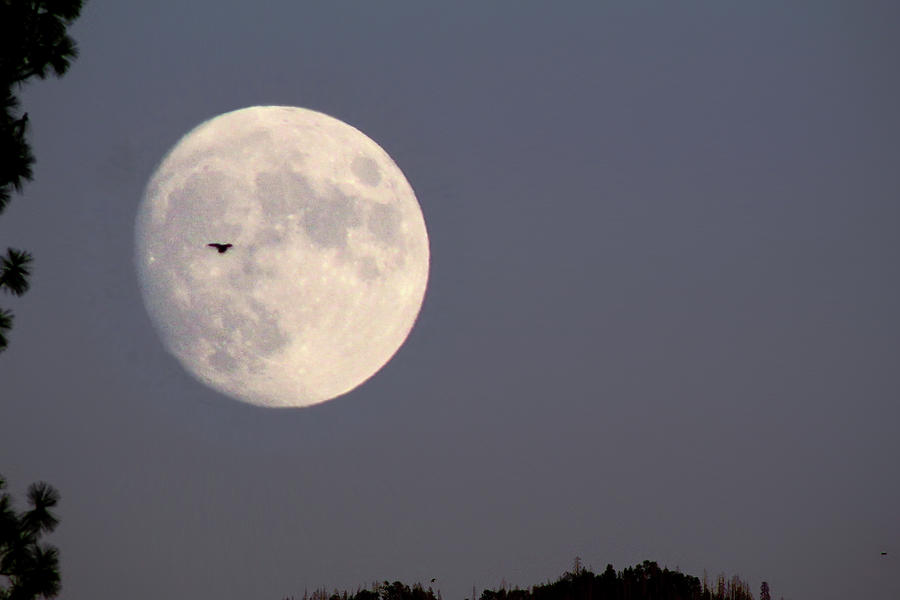 Flying to the Moon Photograph by Jason Judd