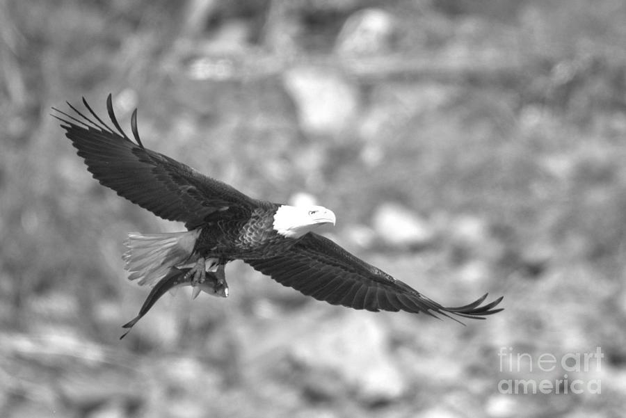 Flying To The Perch With Fresh Fish Black And White Photograph by Adam Jewell
