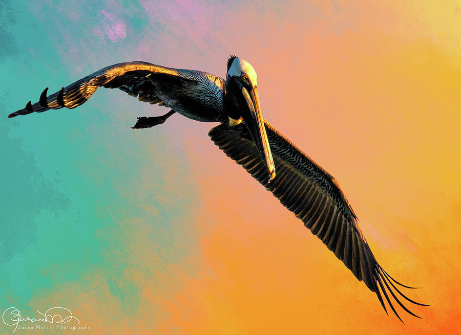 Flying Too Close To The Sun Photograph by Susan Molnar