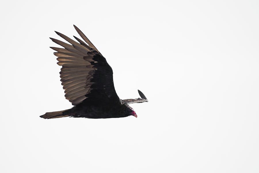Flying turkey vulture Photograph by Mike Fusaro