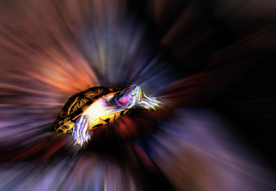 Flying Turtle Photograph by Wayne King