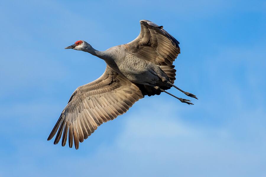 Crane Photograph - Flying Upward by Lynn Hopwood