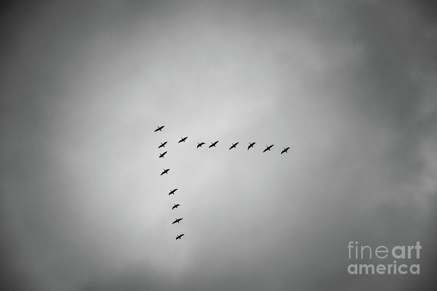 Flying V  Photograph by Daniel M Walsh