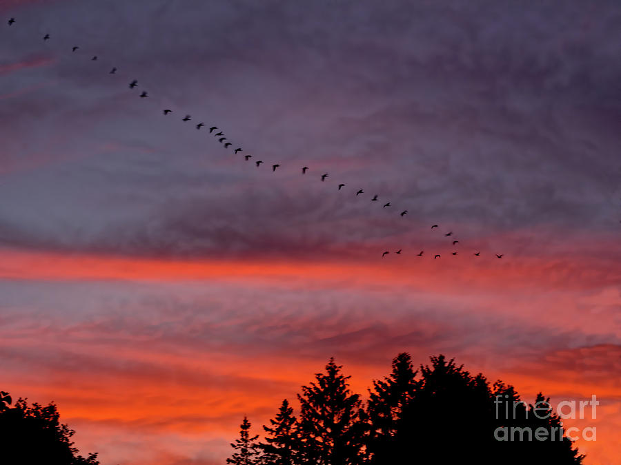 Geese Photograph - Flying V into the Sunset by Barbara McMahon