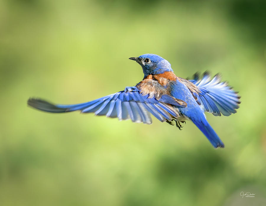 Bird Photograph - Flying Western Bluebird by Judi Dressler