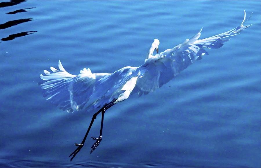 Flying white egret  Digital Art by Kathleen Boyles
