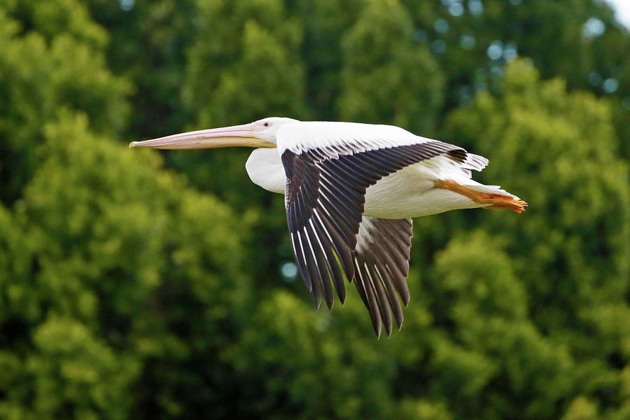 Flying White Pelican Photograph by Shoal Hollingsworth
