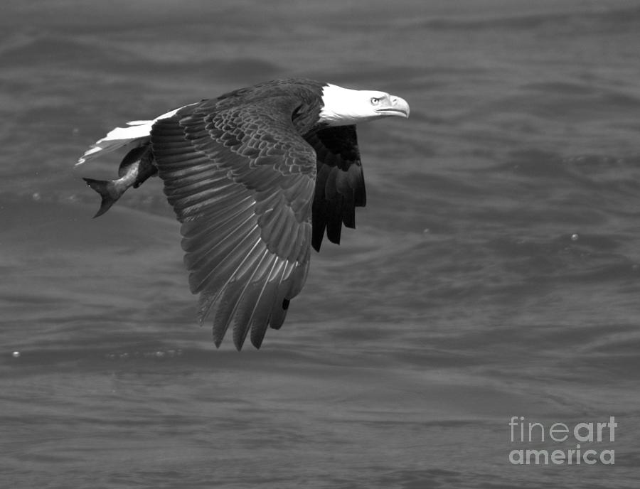 Flying With A Fresh Fish Black And White Photograph by Adam Jewell