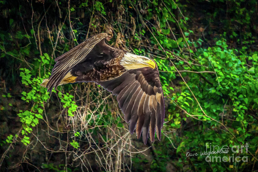 Eagle Photograph - Flying with Purpose by David Wagenblatt