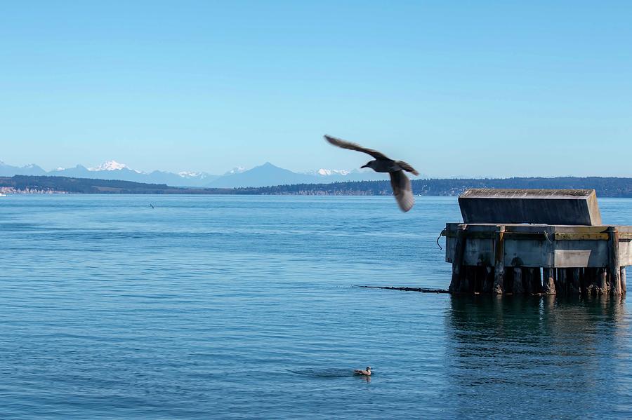 Flyover Port Townsend Bay Photograph by Cathy Anderson