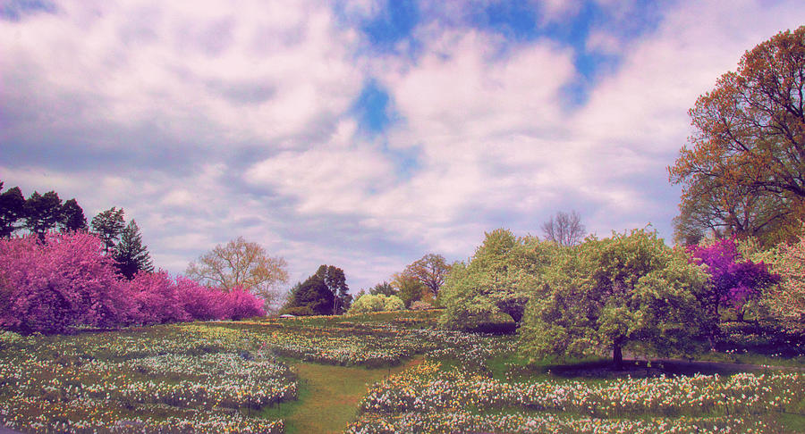 The Beauty of Daffodil Hill Photograph by Jessica Jenney