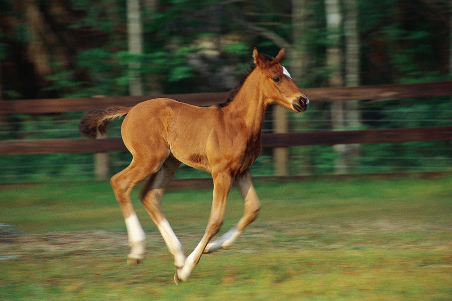 Foal in motion Photograph by Diane Macdonald