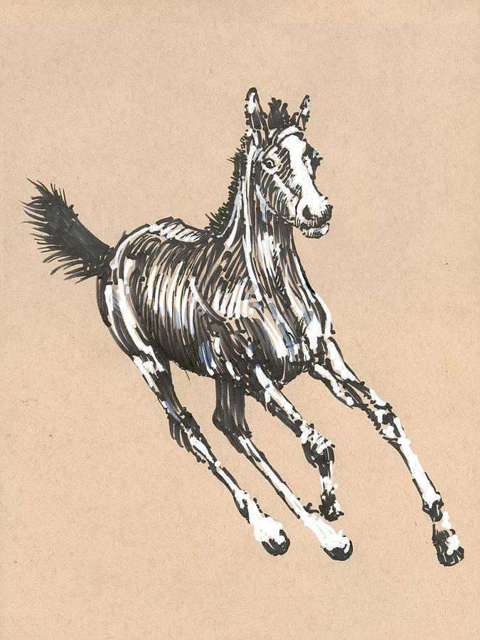 Horse Drawing - Foal No1 by Peter Farago