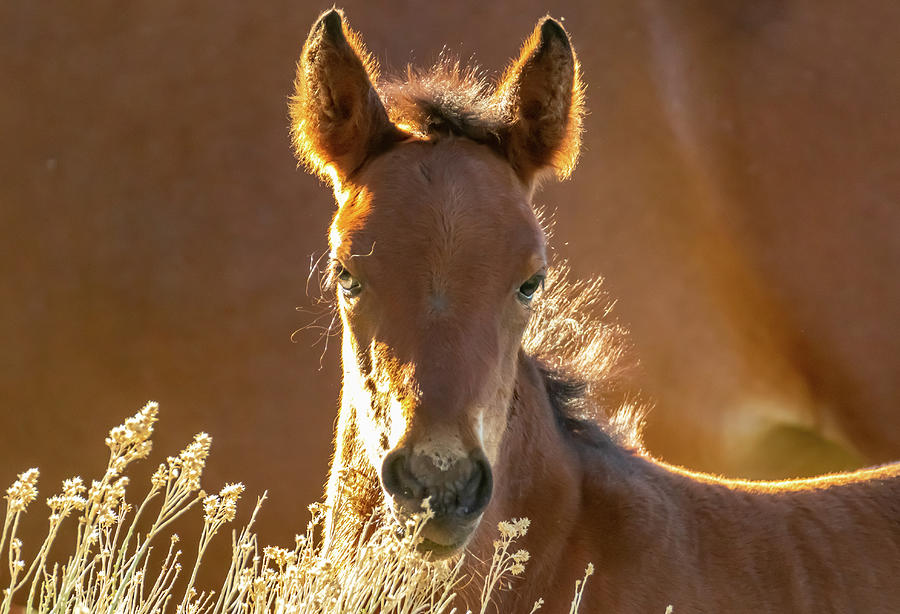 Foal Portrait Photograph by Marc Crumpler