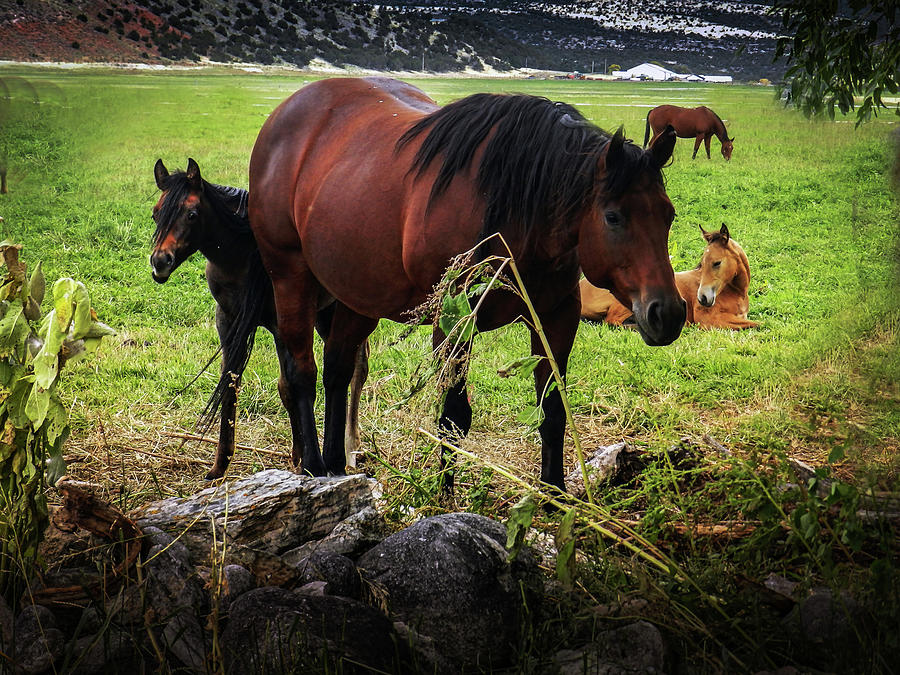 Foaling Season Photograph by Laura Putman