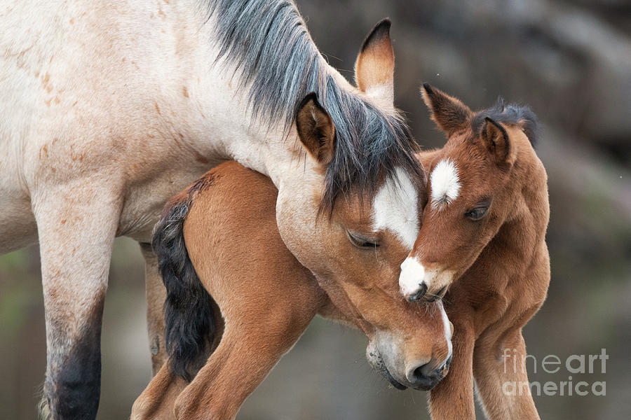 A Foals Love Photograph by Shannon Hastings