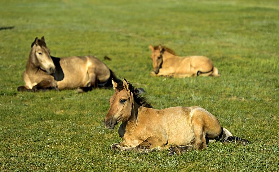 Foals lying in the grass, Orchon Valley, Mongolia Photograph by Guenter Fischer Foals lying in the grass, Orchon Valley, Mongolia Photograph by Guenter Fischer