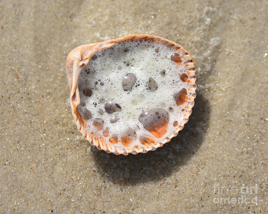 Foamy Seashell Photograph