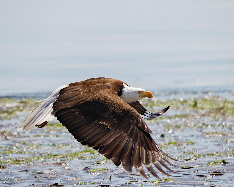 Focus - Bald Eagle Photograph by Belen Bilgic Schneider
