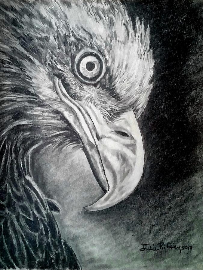 Focus  - Eagle Portrait Drawing by Julie Brugh Riffey