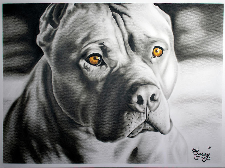 Pitbull Painting - Focused by Myron Curry