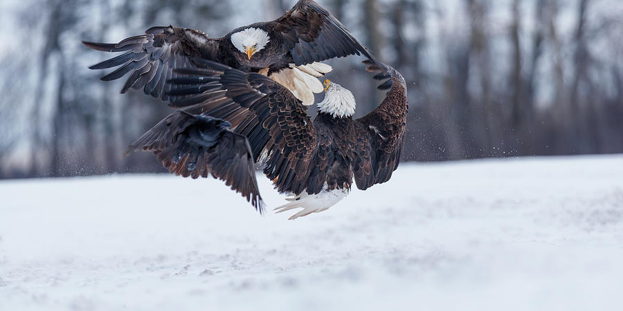 Focus of an eagle Photograph by Murray Rudd