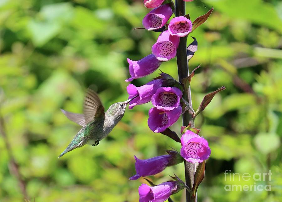Focus on Hummingbird and Foxglove Photograph by Carol Groenen