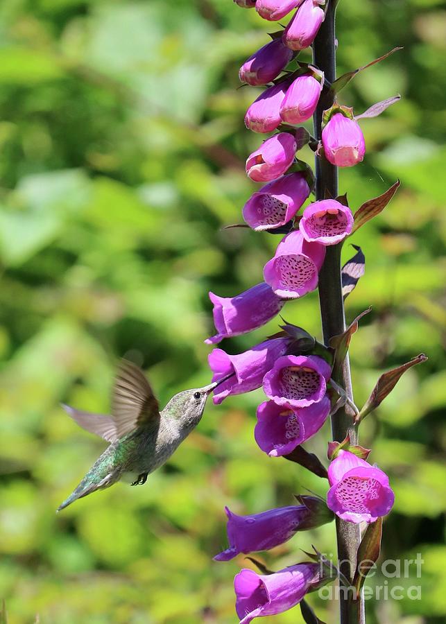 Focus on Hummingbird and Foxglove Vertical Photograph by Carol Groenen
