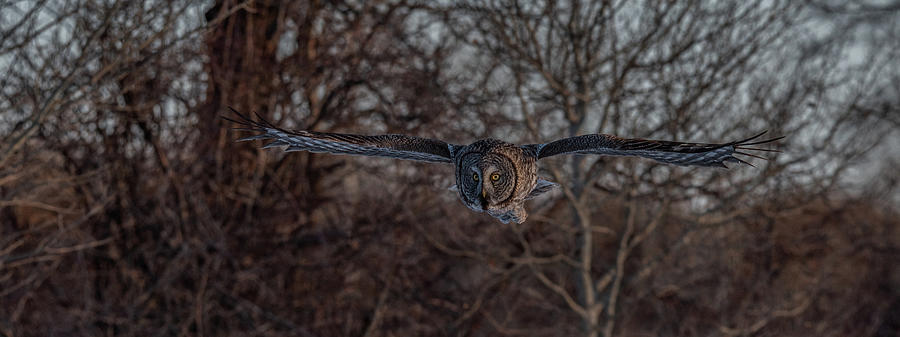 Owl Photograph - Focus On Hunting At Dusk by Yeates Photography