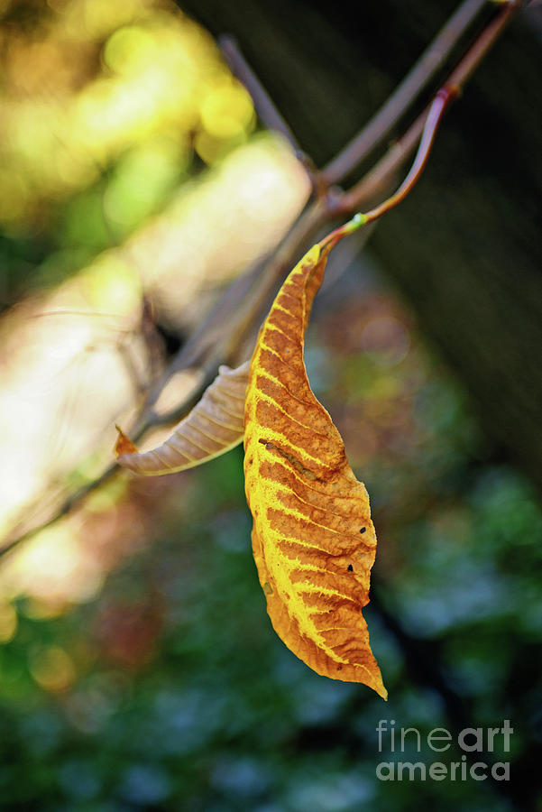 Focus On The Leaf Photograph