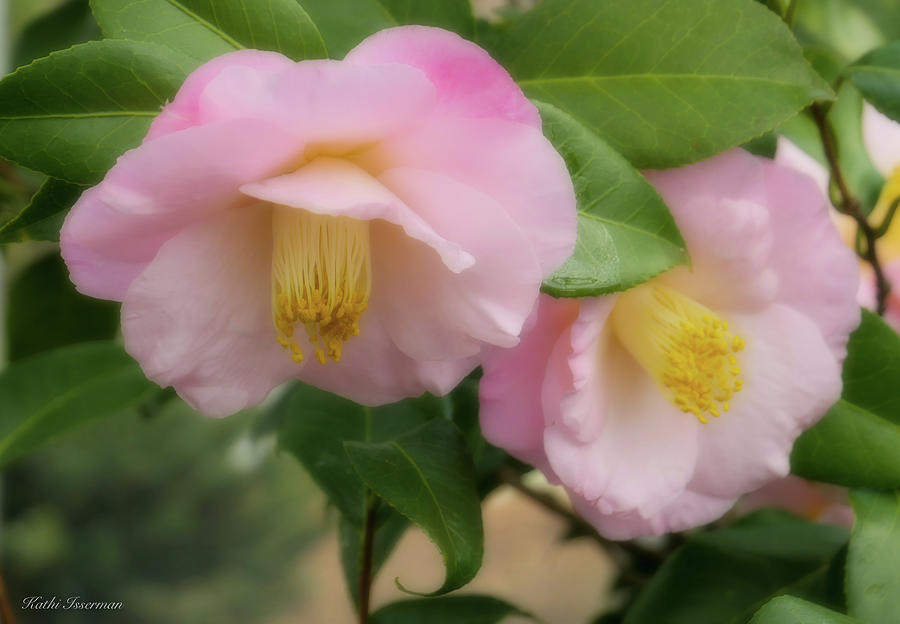 Focus Softly on the Camellias Photograph by Kathi Isserman