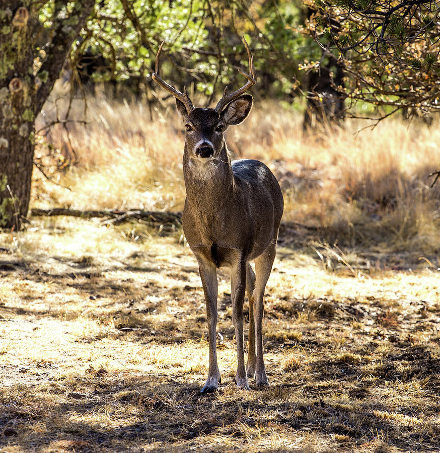 Focused and Alert - Whitetail Deer Buck Photograph by Renny Spencer