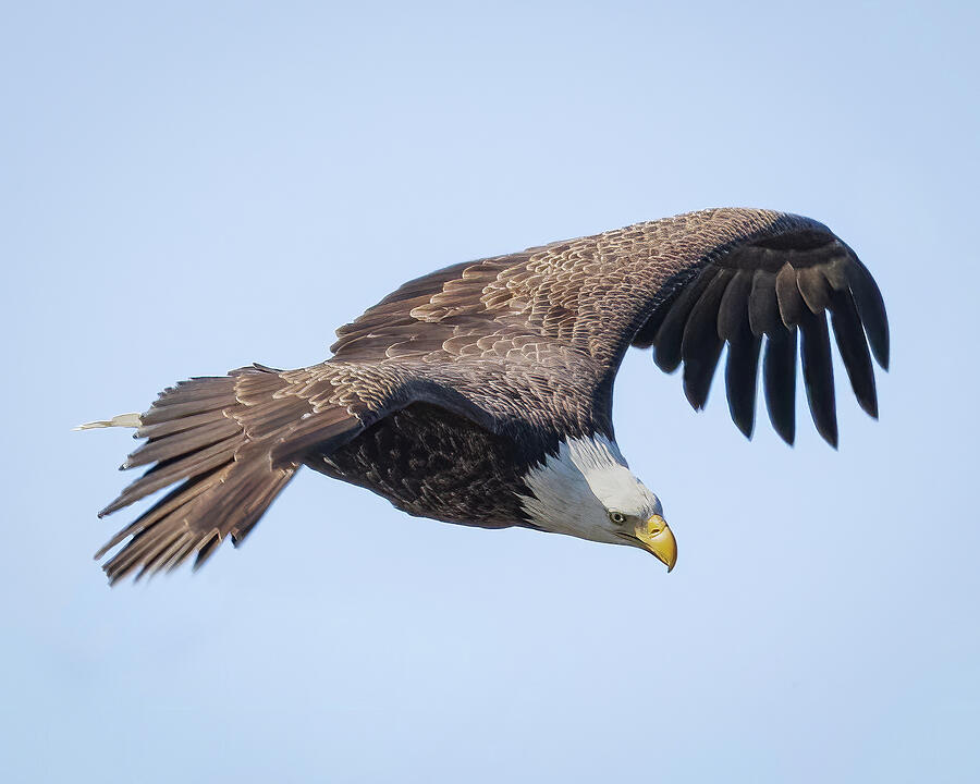 Wildlife Photograph - Focused Bald Eagle by Jack Kosowsky