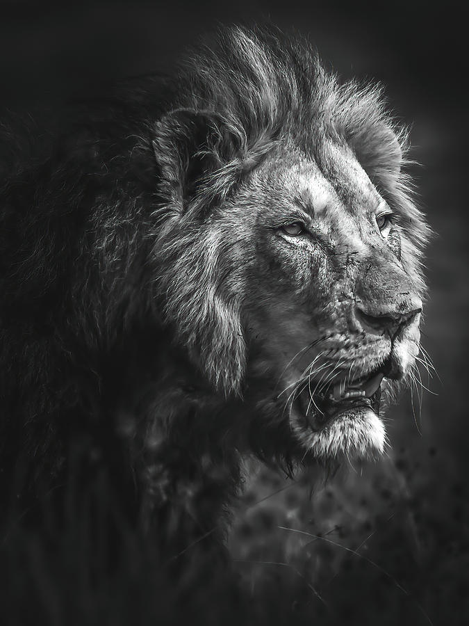 Focused Black and White Photograph by Keith Carey