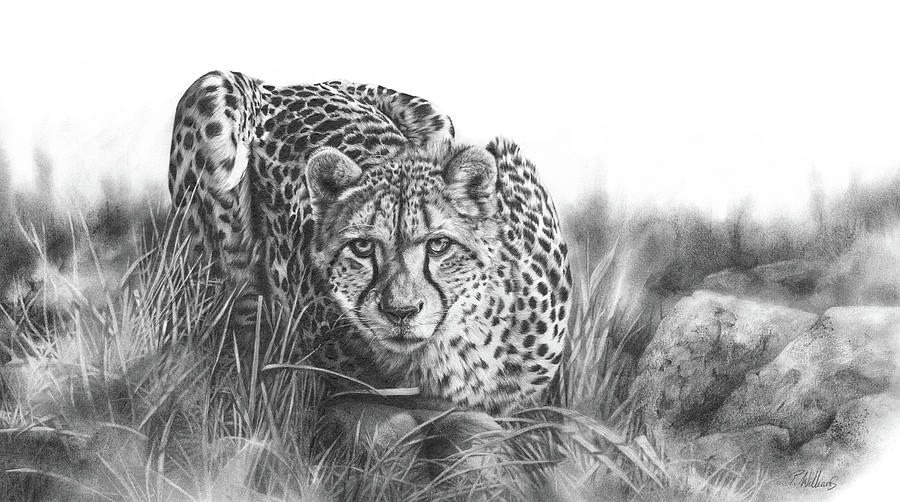 Focused cheetah pencil drawing Drawing by Peter Williams