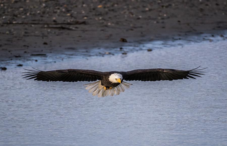 Focused Eagle Photograph by David Kirby