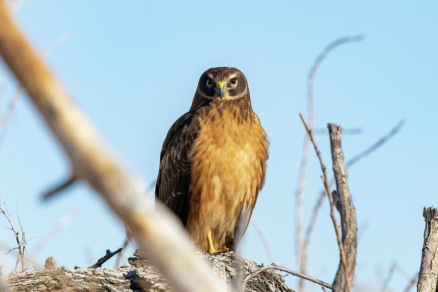 Focused Female Northern Harrier Hawk Photograph by Tony Hake