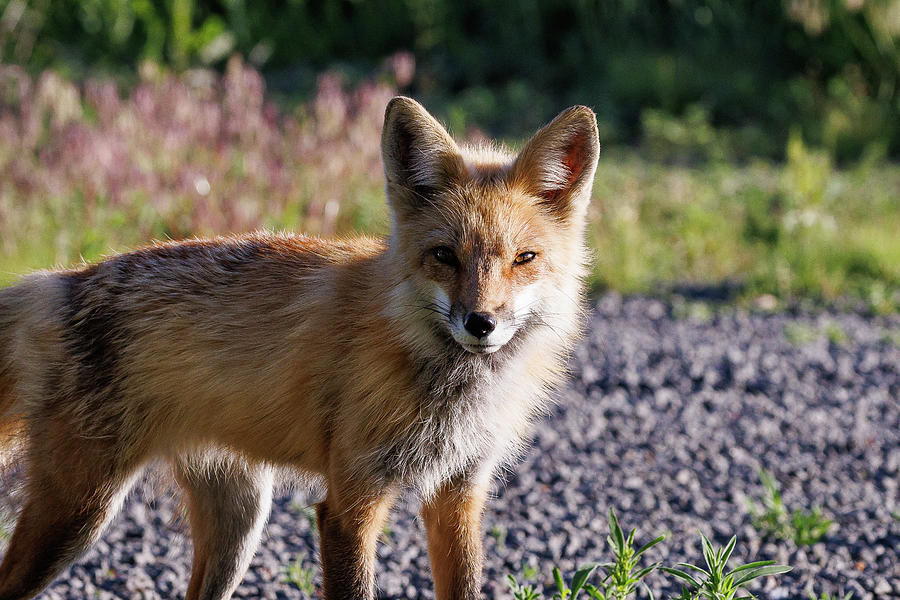 Focused Fox in the Early Morning Light Photograph by Tony Hake - Fine ...