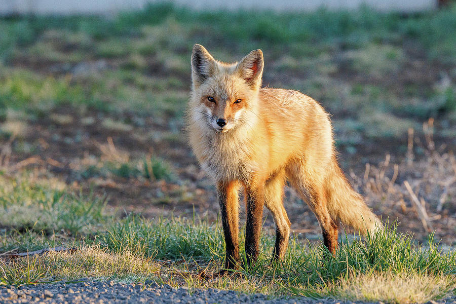 Focused Fox in the Early Morning Sun Photograph by Tony Hake - Fine Art ...