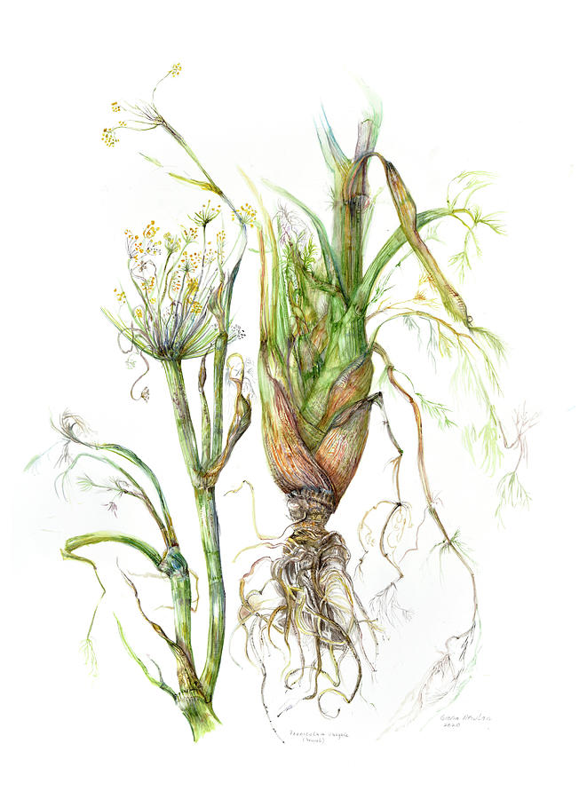 Foeniculum vulgare    Painting by Gloria Newlan