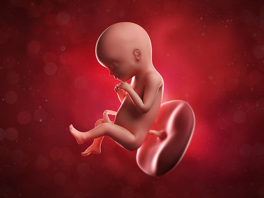 Foetus at 20 weeks, artwork Drawing by Science Photo Library - SCIEPRO