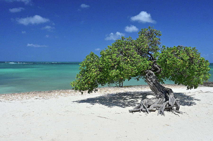 Fofoti Tree Photograph by Ed Stokes - Fine Art America