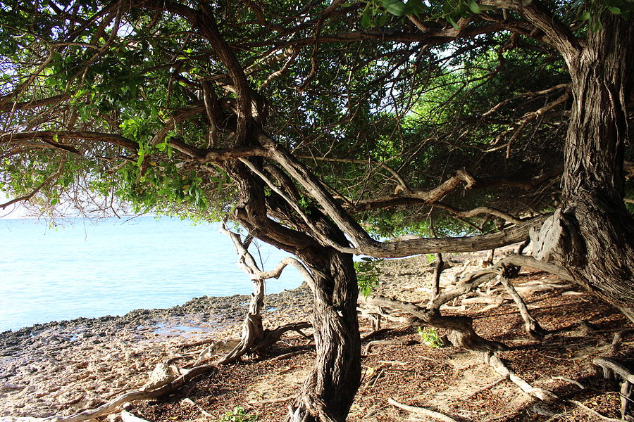 Fofoti Trees Photograph by Amber White - Fine Art America