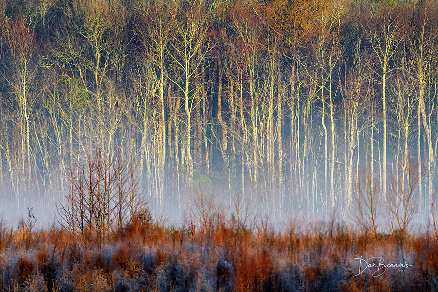 Fog #6039 Photograph by Dan Beauvais