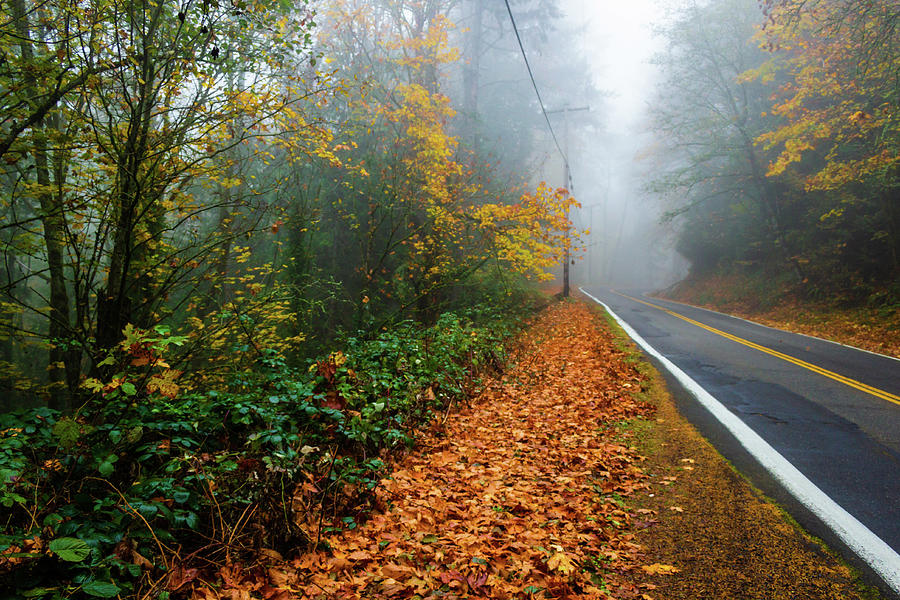 Fog and Autumn Photograph by Aashish Vaidya