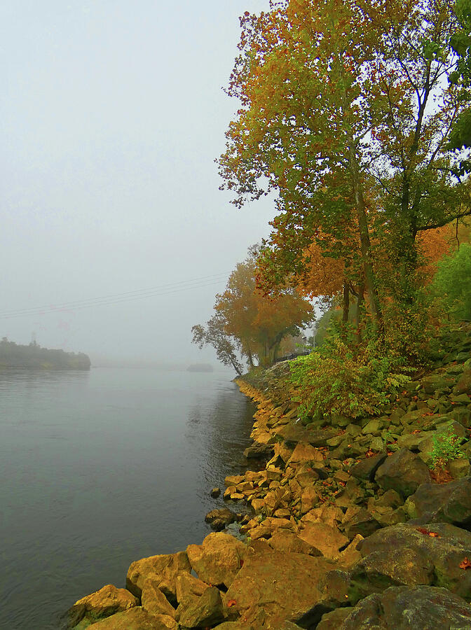 Tree Photograph - Fog and Color At Conowingo Dam by Emmy Marie Vickers