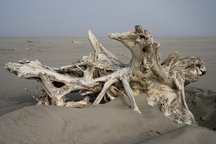 Fog and Driftwood Photograph by Robert Potts