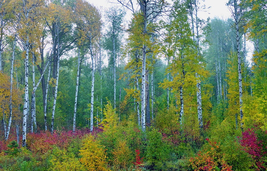 Fog and Fall Foliage Photograph by Lynn Hopwood