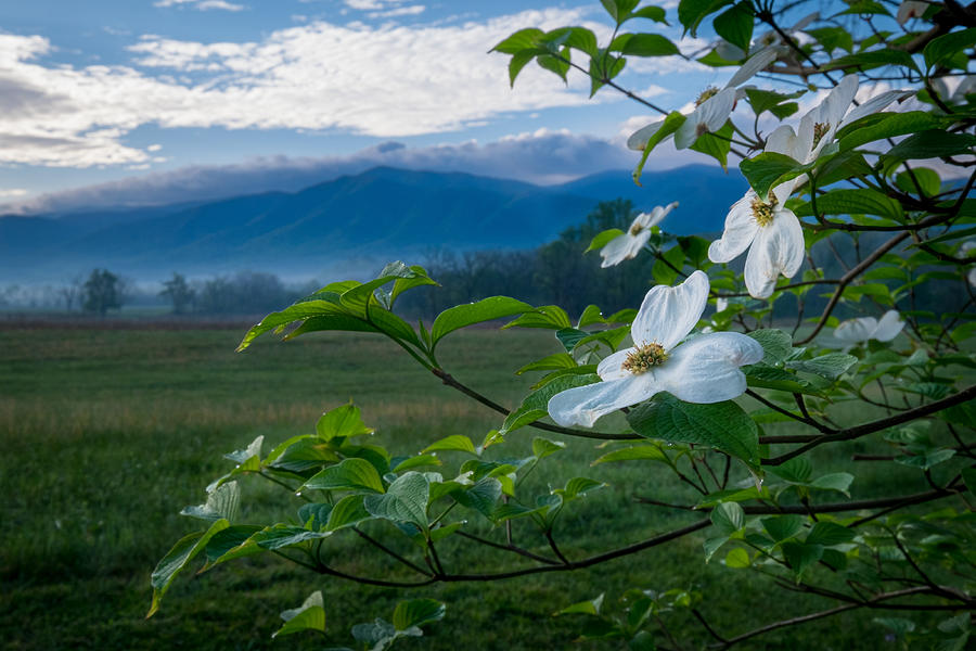 Fog and Flowers at Sunrise in the Smoky Mountains Photograph by Roberta Kayne
