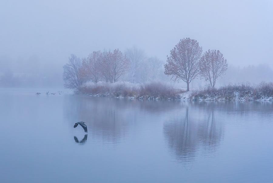 Geese Photograph - Fog and the Heron by Lynn Hopwood